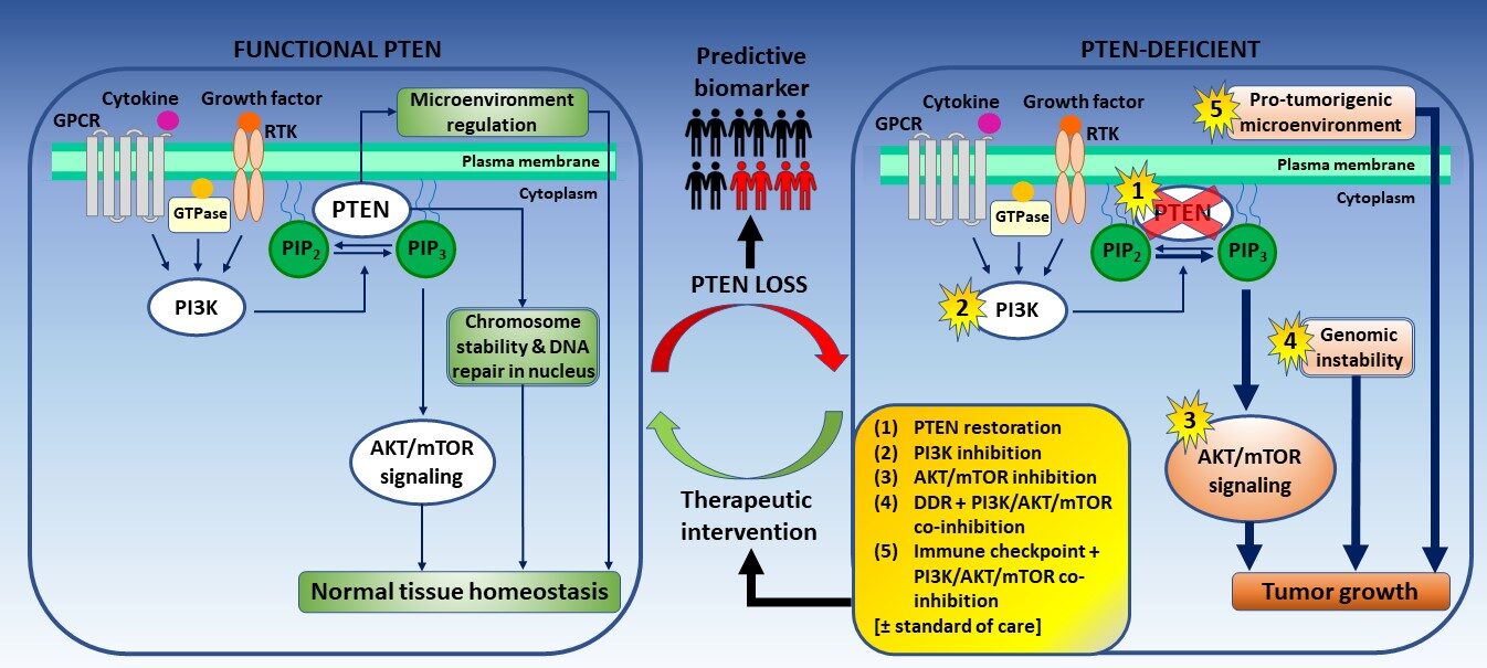 Tumor genome sequencing in prostate cancer - PTEN - 2.0_html_8ed080a57cee6755